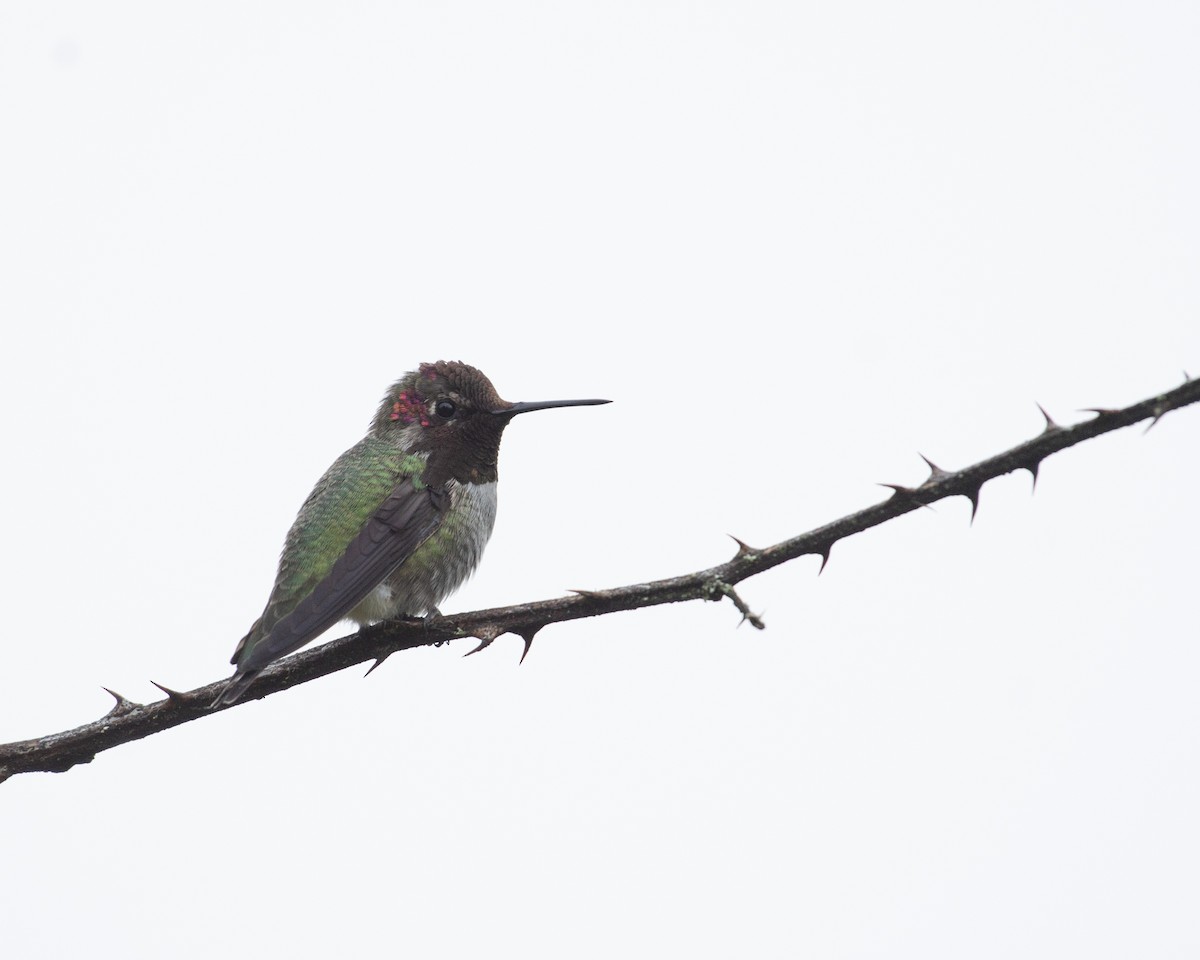 Anna's Hummingbird - ML623785905