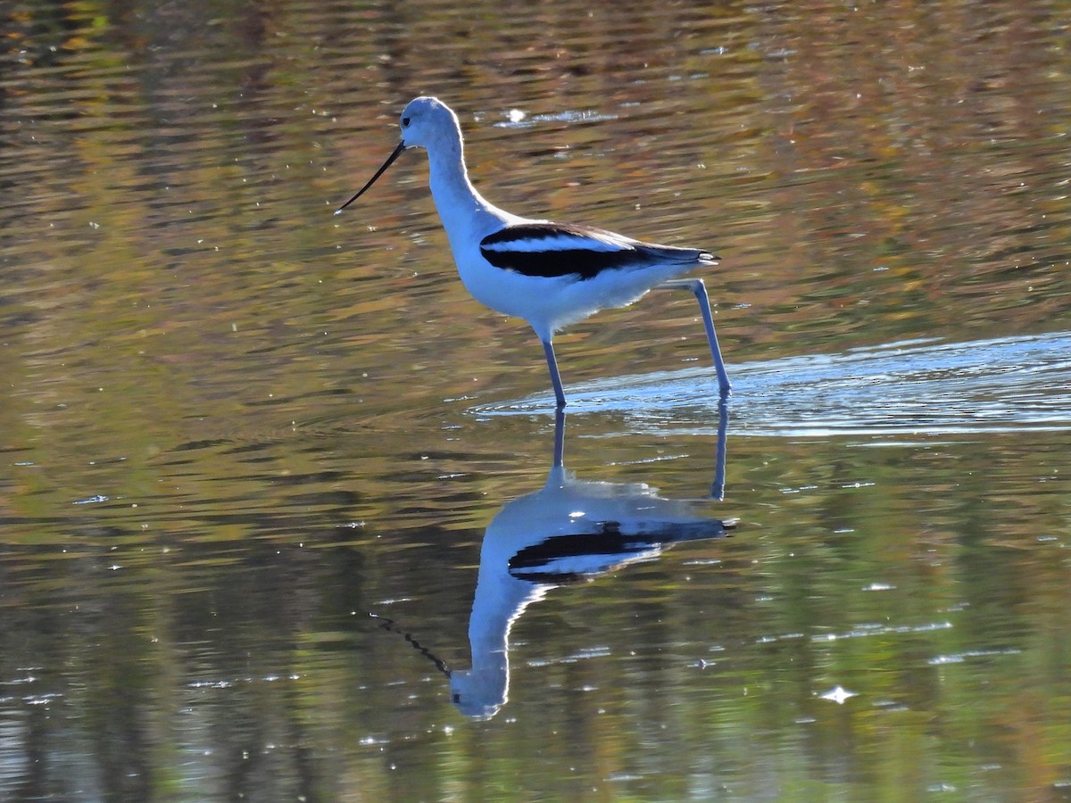 American Avocet - ML623785907