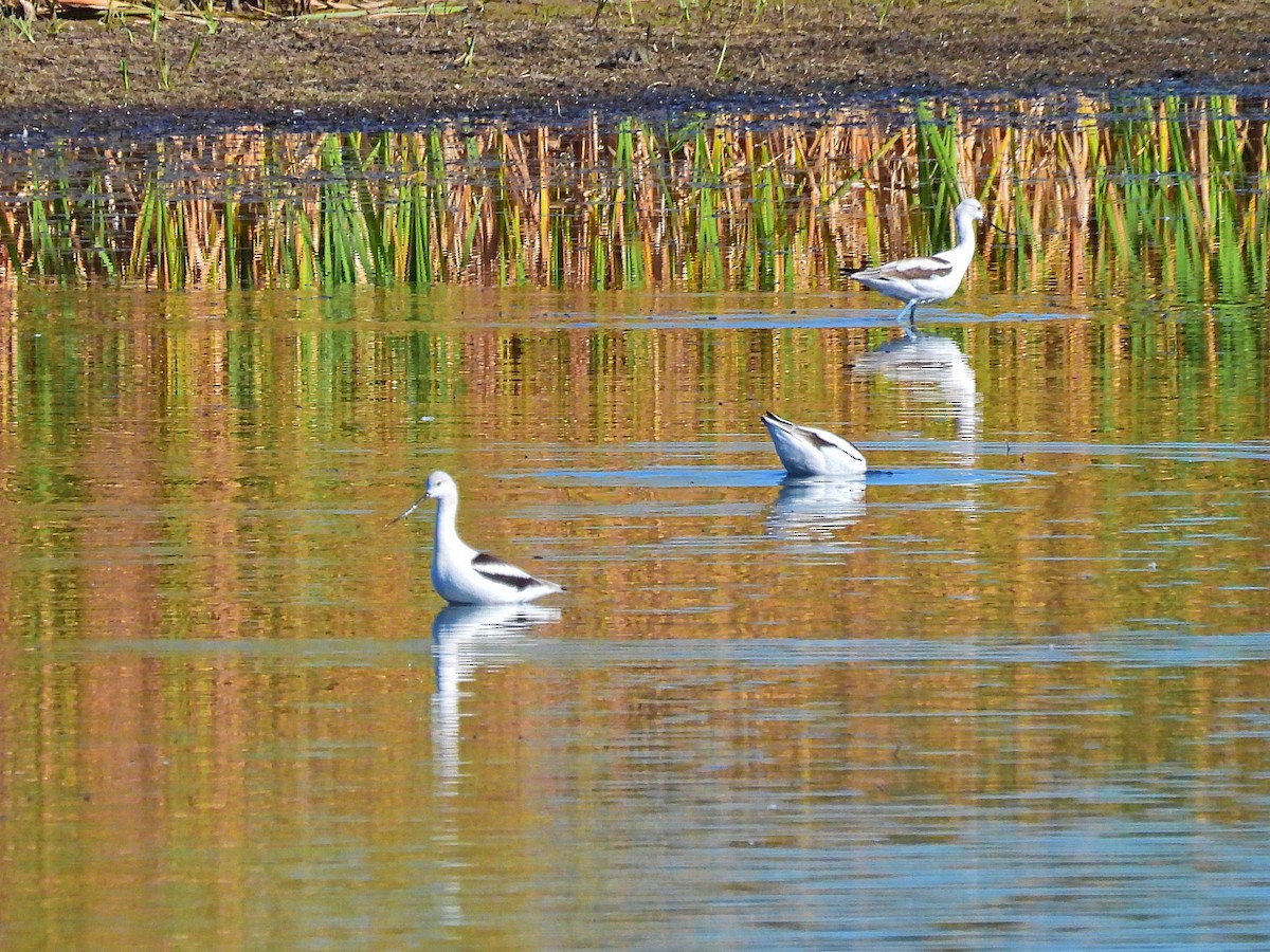 American Avocet - ML623785913