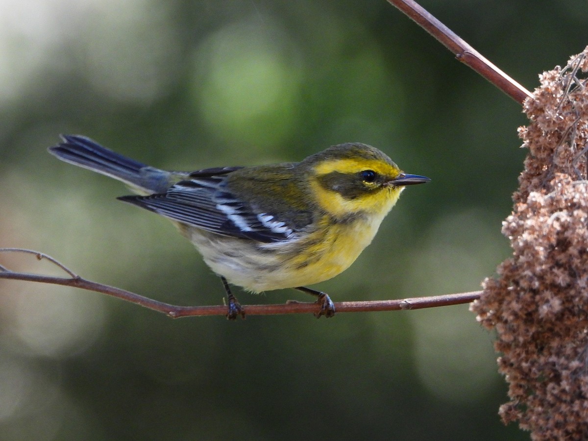 Townsend's Warbler - ML623785917