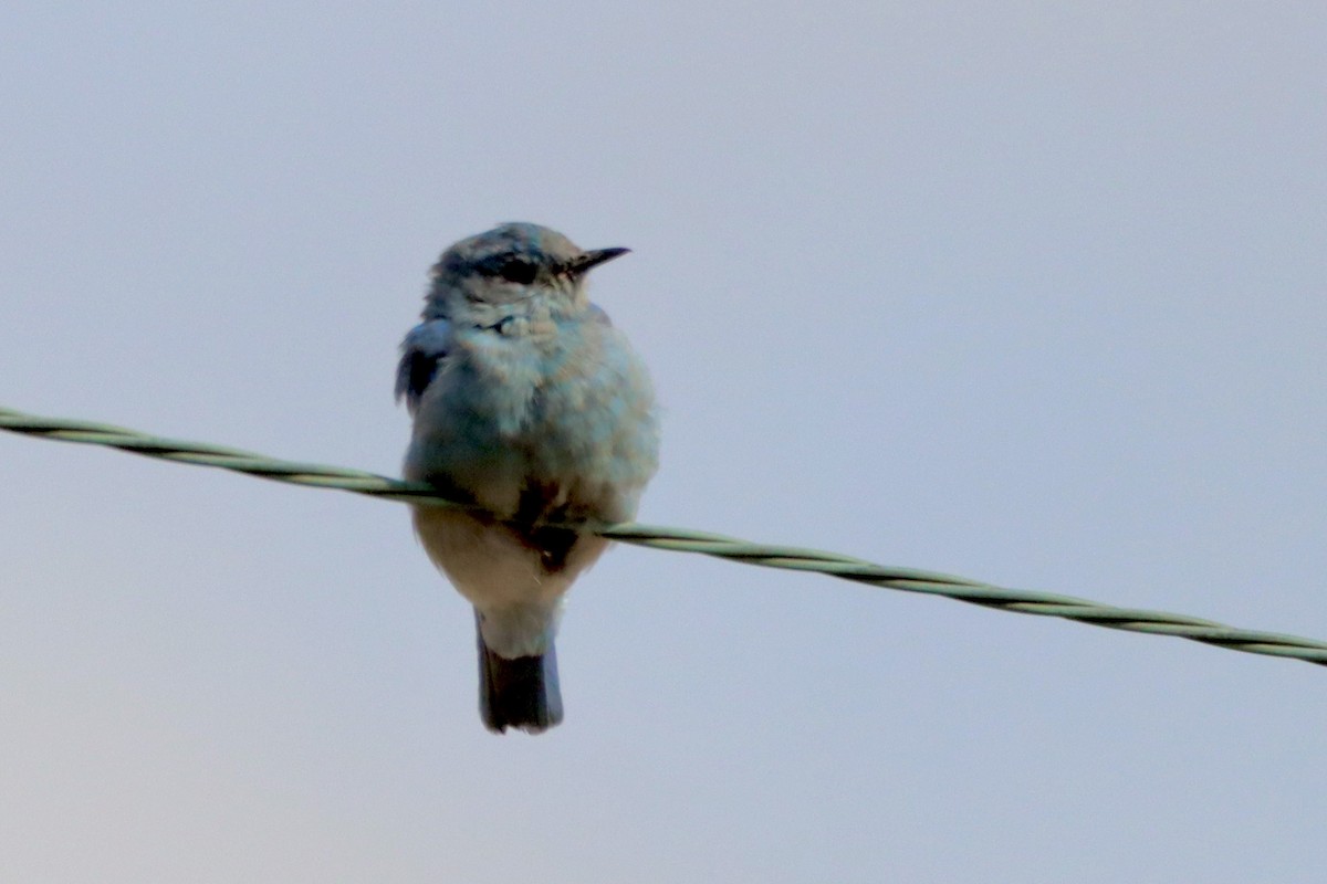 Mountain Bluebird - Robbin Mallett