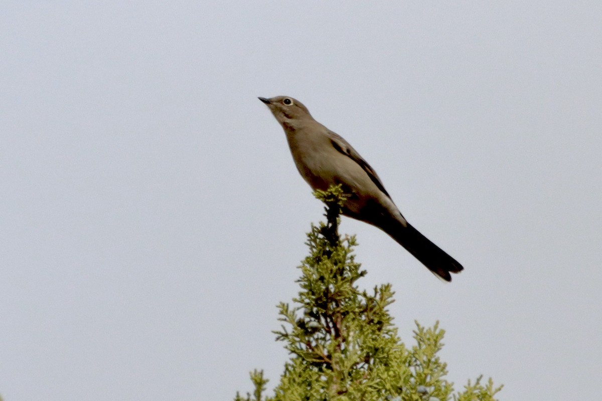 Townsend's Solitaire - ML623785931