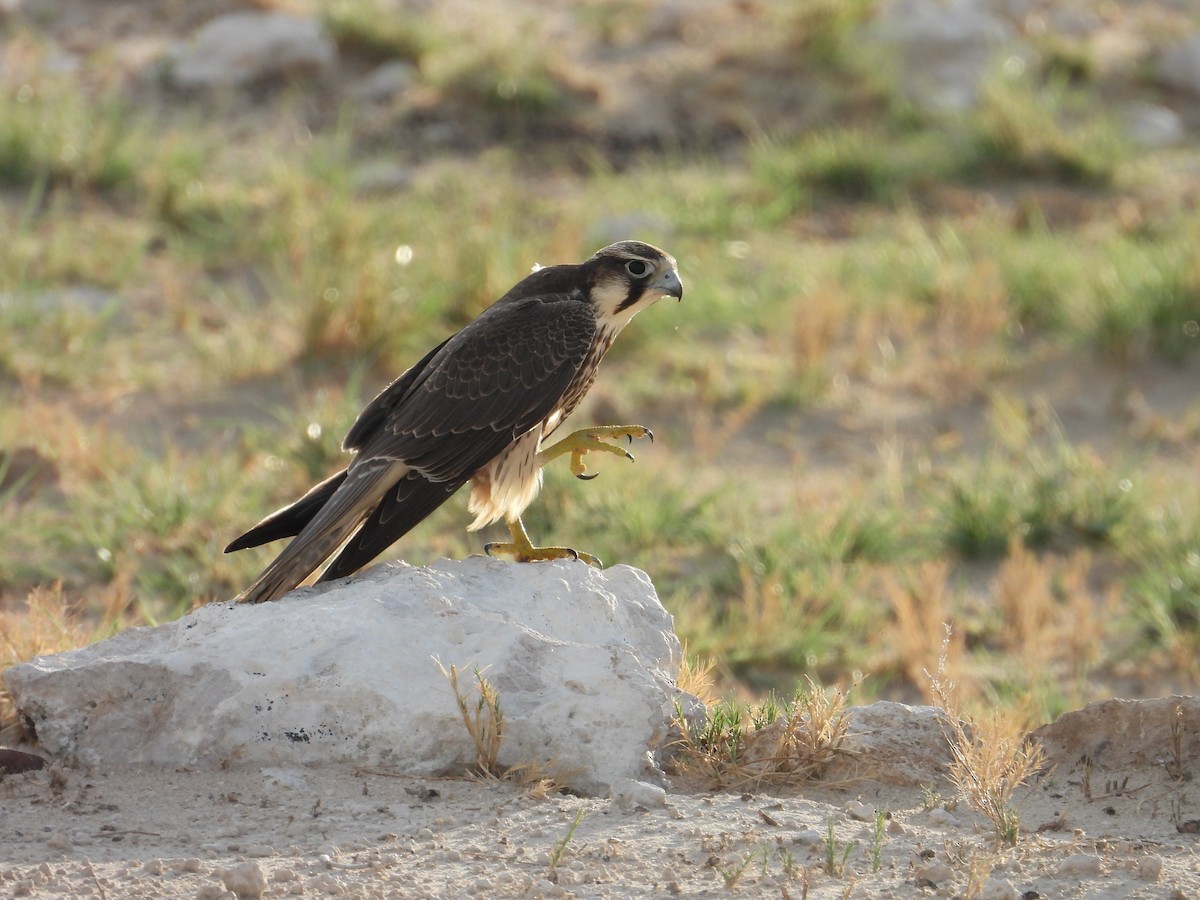 Lanner Falcon - Jack Morgan