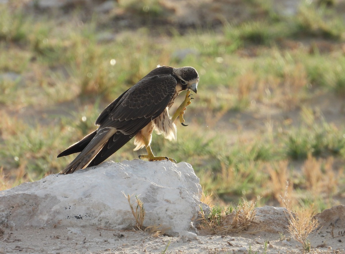 Lanner Falcon - ML623785935