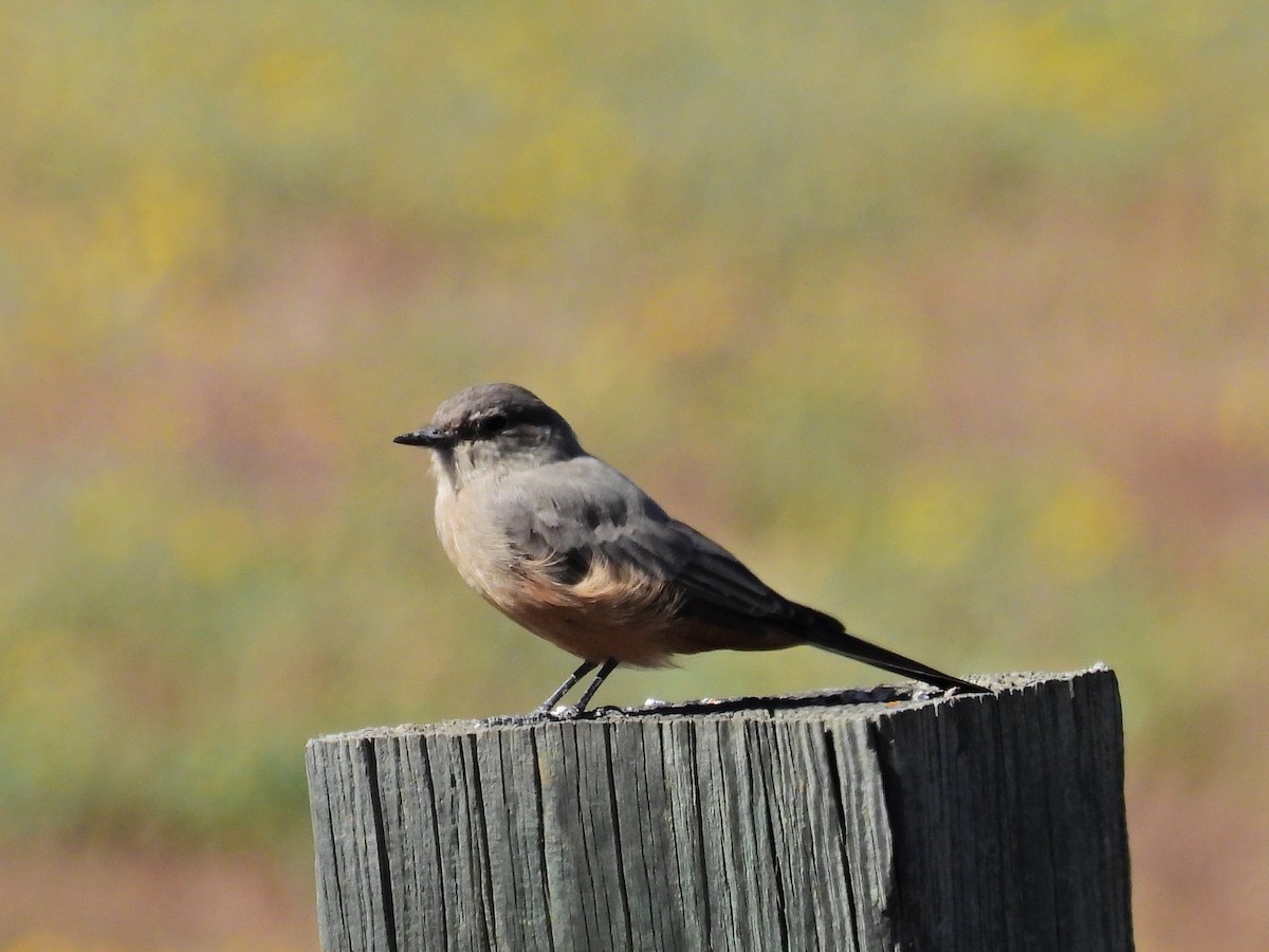 Say's Phoebe - ML623785944