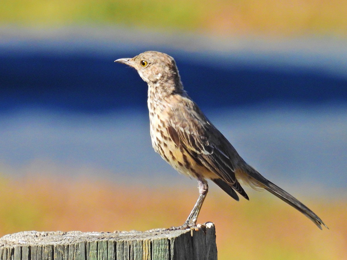 Sage Thrasher - ML623785949