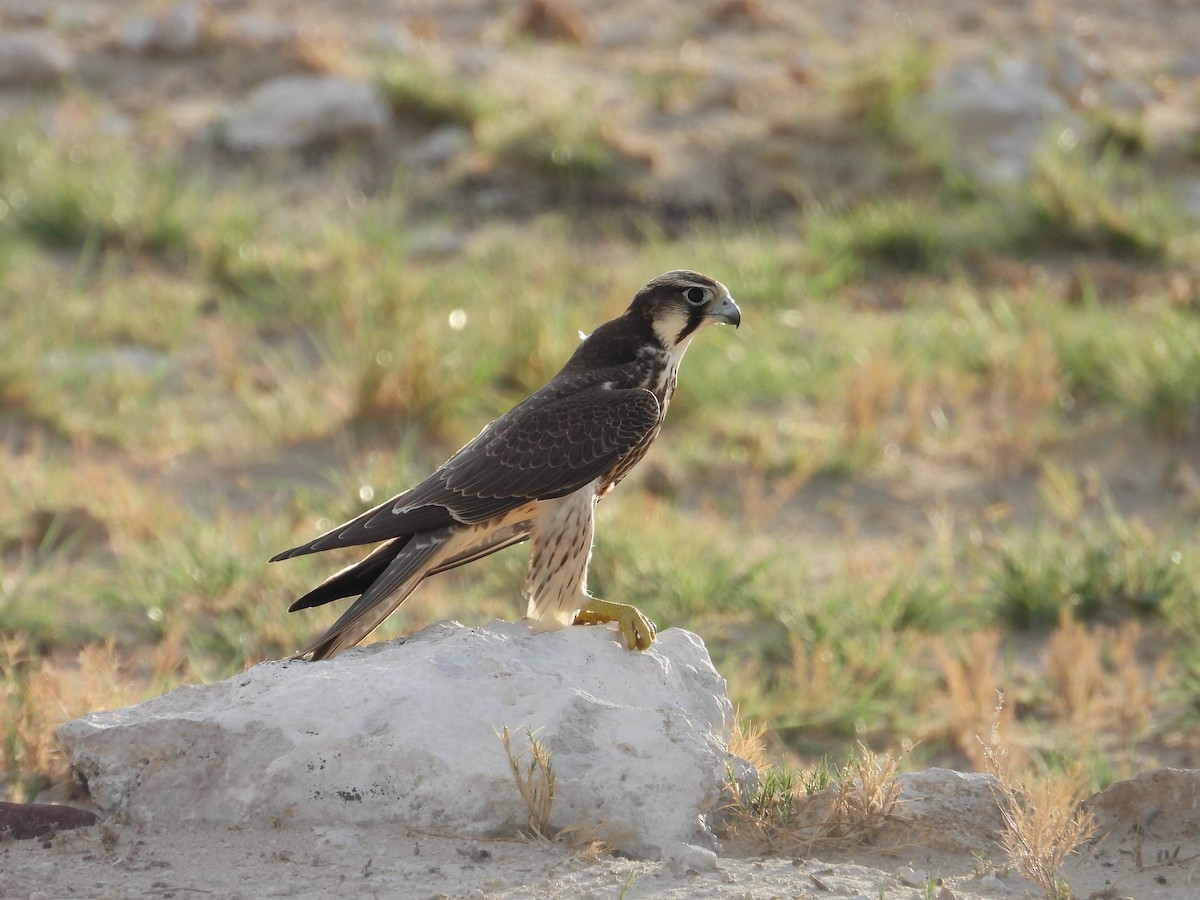 Lanner Falcon - ML623785970