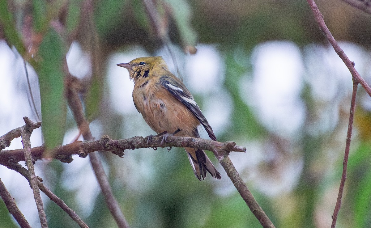 Bay-breasted Warbler - ML623785975