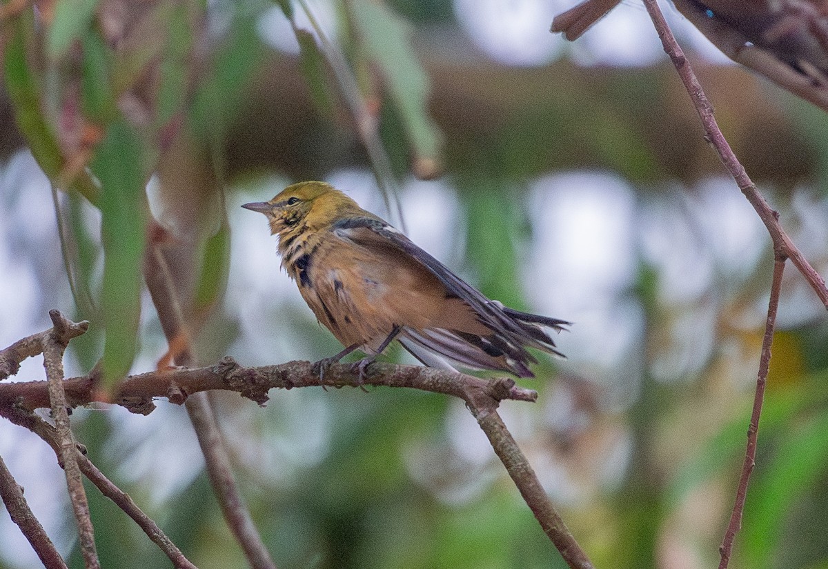 Bay-breasted Warbler - Noah Eckman