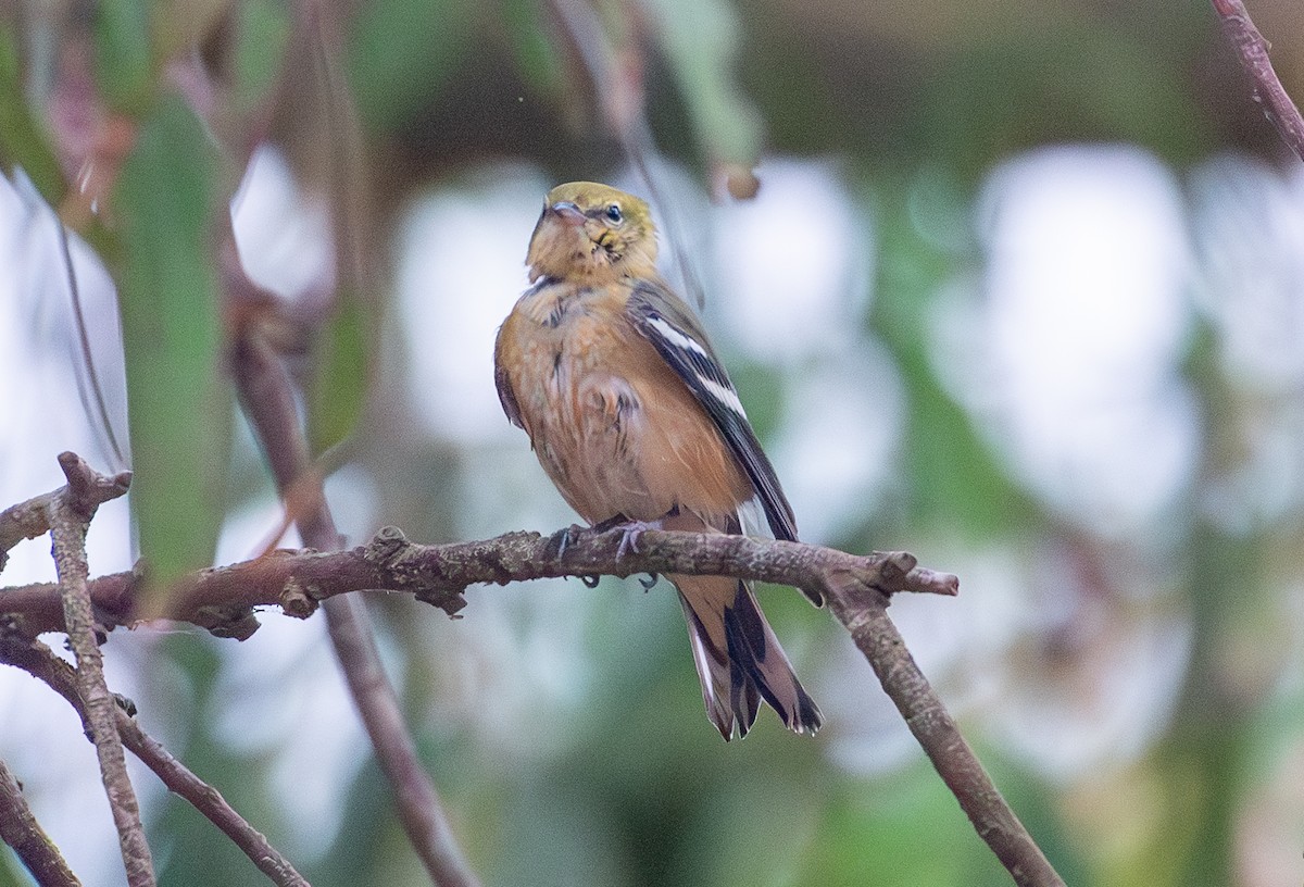 Bay-breasted Warbler - ML623785979