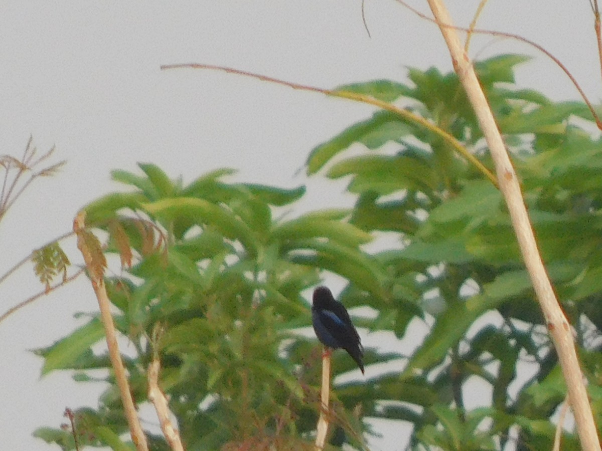 Red-legged Honeycreeper - ML623785993