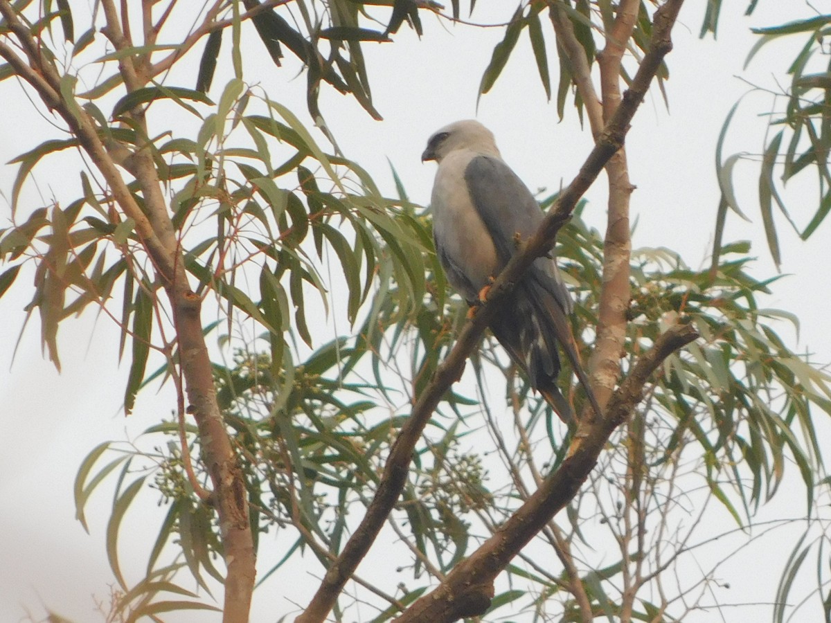 Plumbeous Kite - Nicolás Bejarano