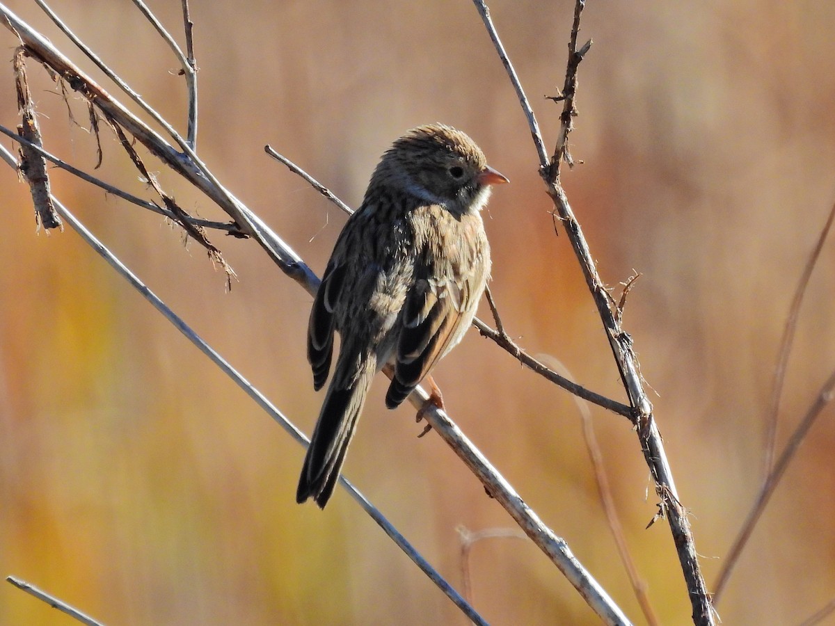 Brewer's Sparrow - ML623786016