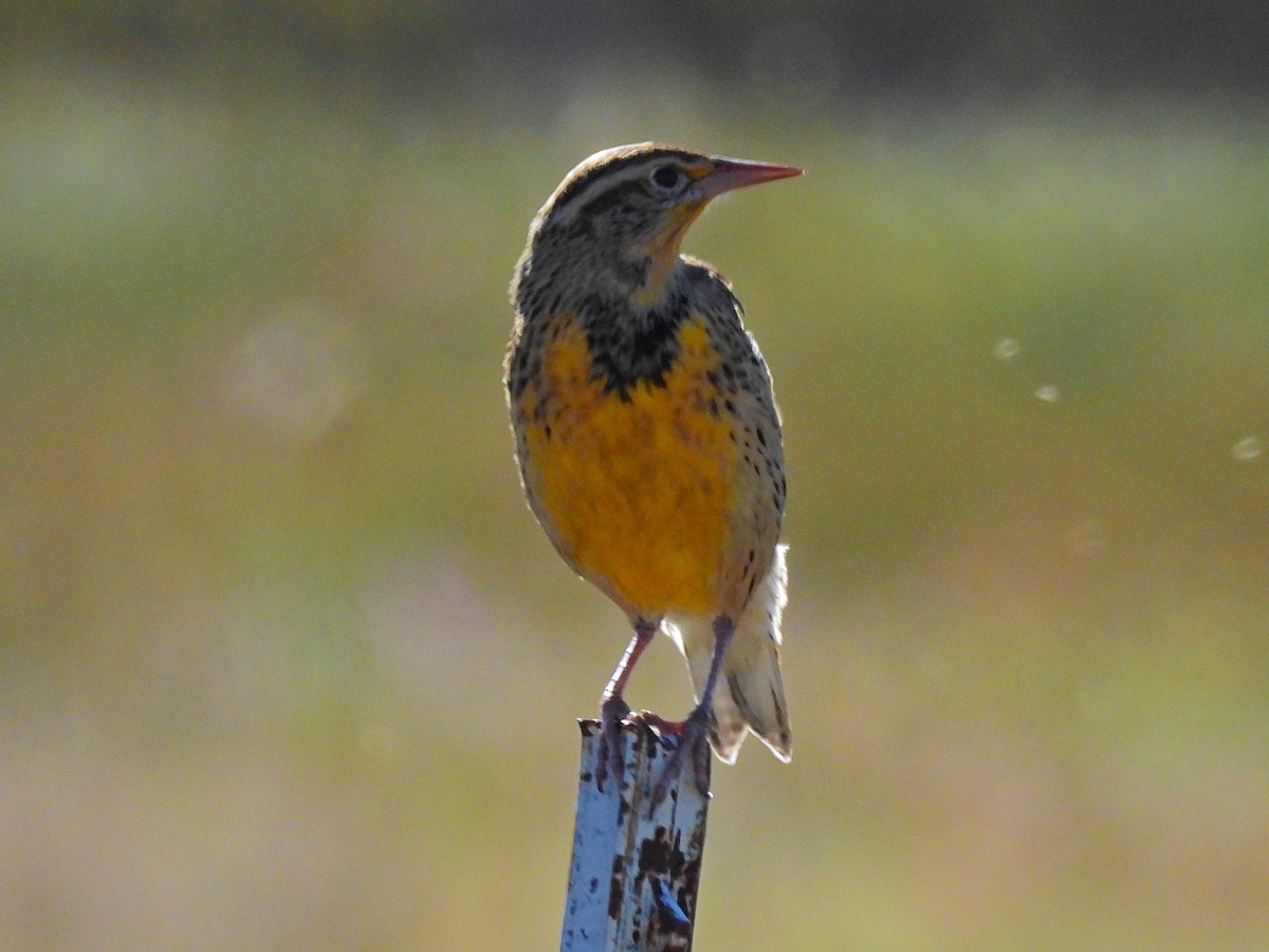 Western Meadowlark - ML623786032