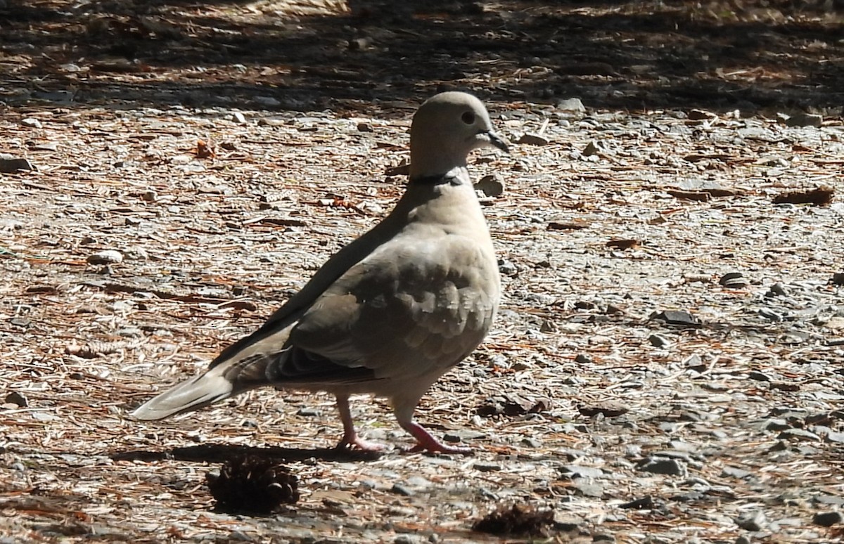 Tórtola Turca - ML623786033