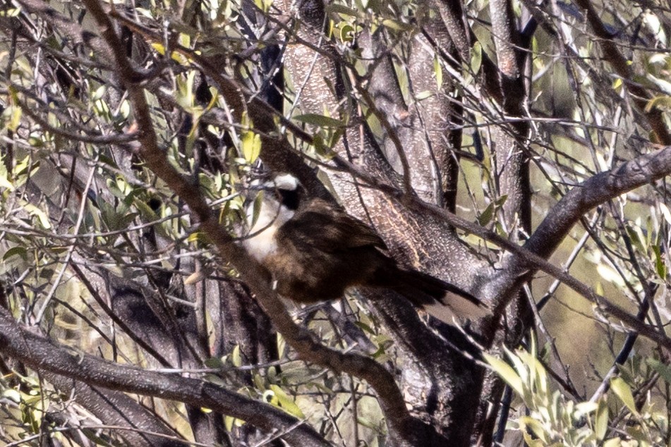 Hall's Babbler - ML623786036