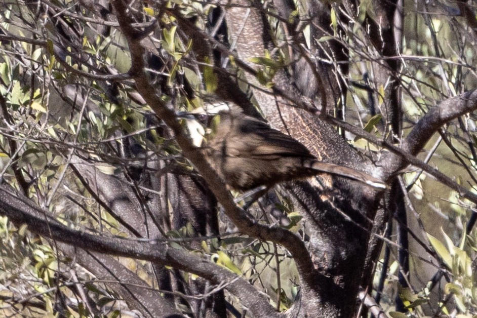 Hall's Babbler - ML623786038