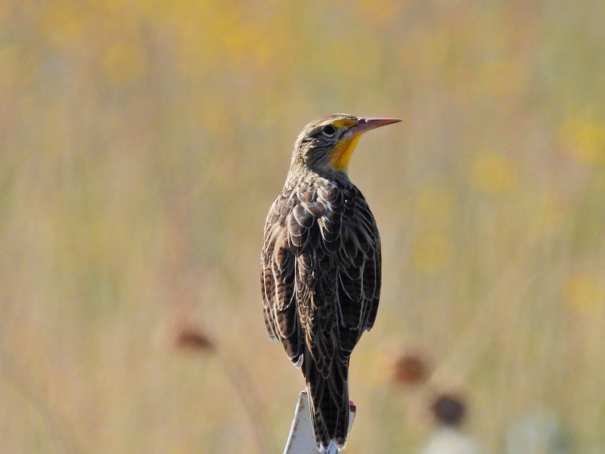 Western Meadowlark - ML623786040