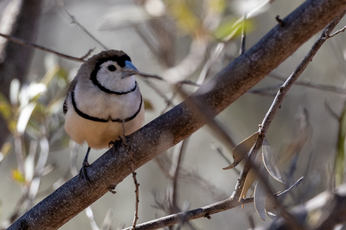 Double-barred Finch - ML623786043