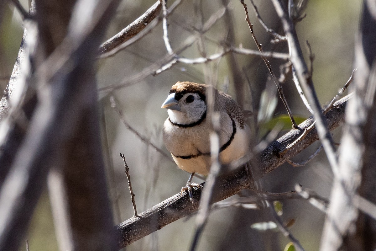 Double-barred Finch - ML623786044