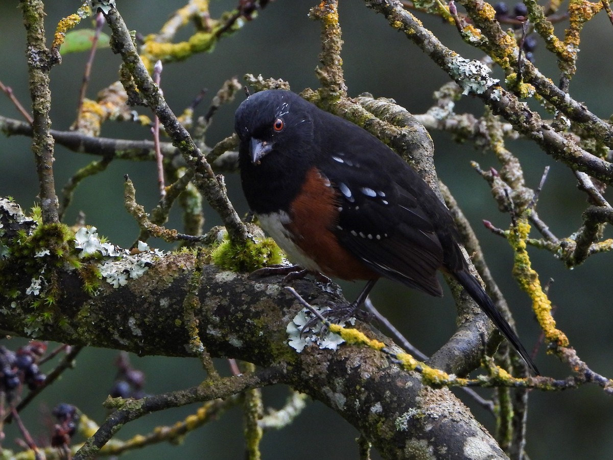 Spotted Towhee - ML623786048