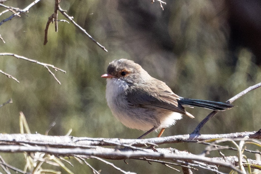 Splendid Fairywren - ML623786070