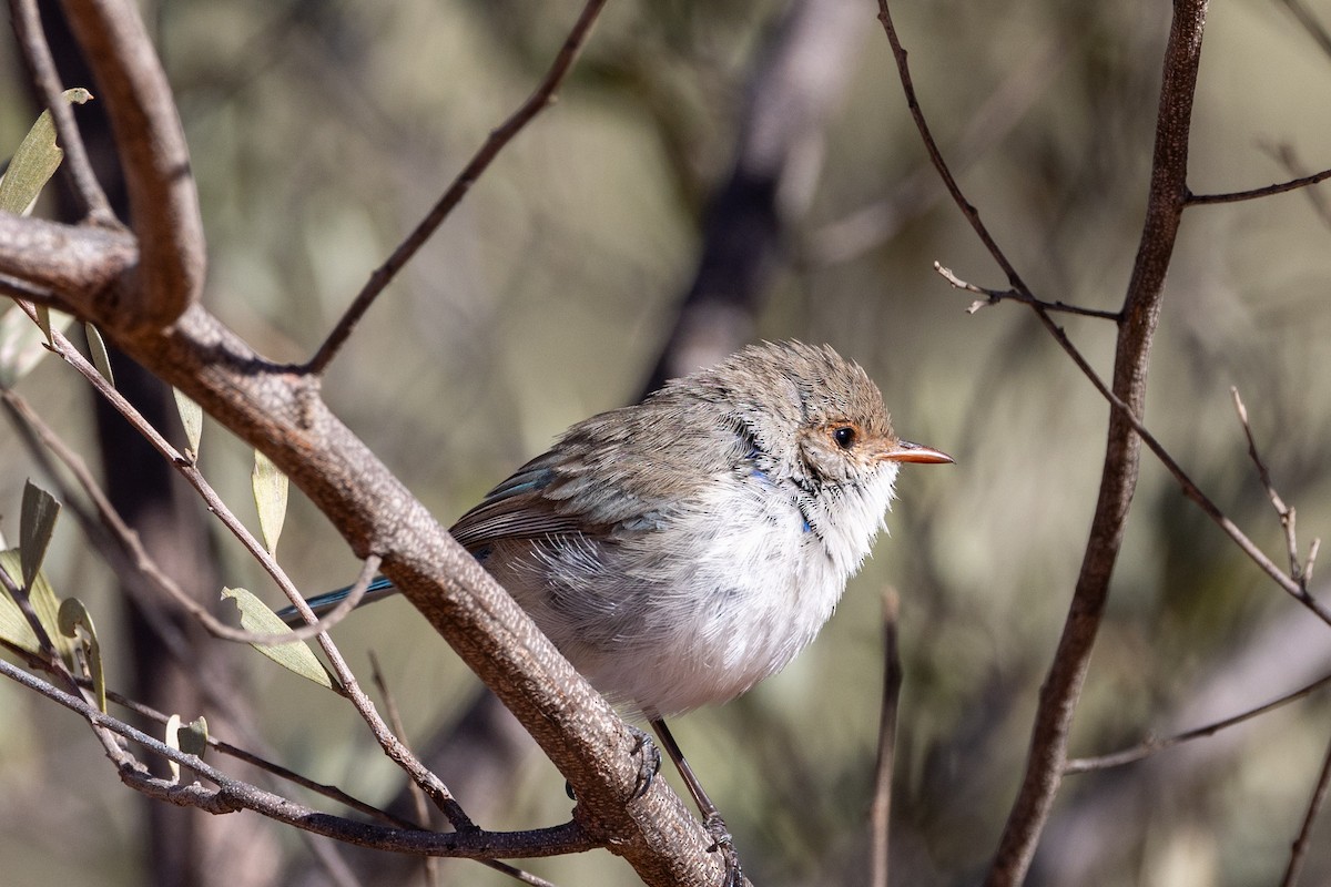 Splendid Fairywren - ML623786071