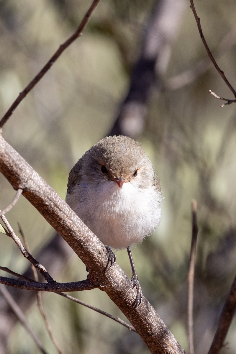 Splendid Fairywren - ML623786072