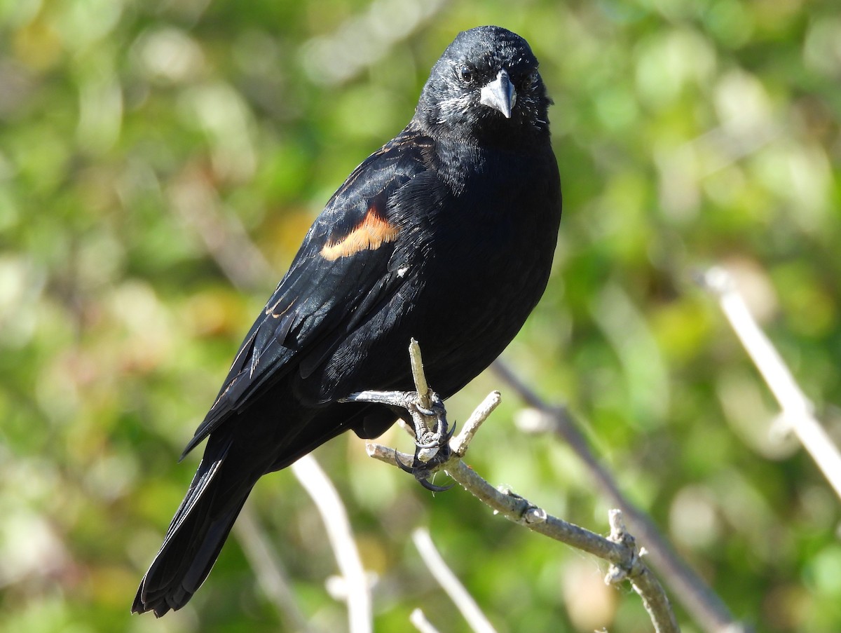 Red-winged Blackbird - Christine Balkwill