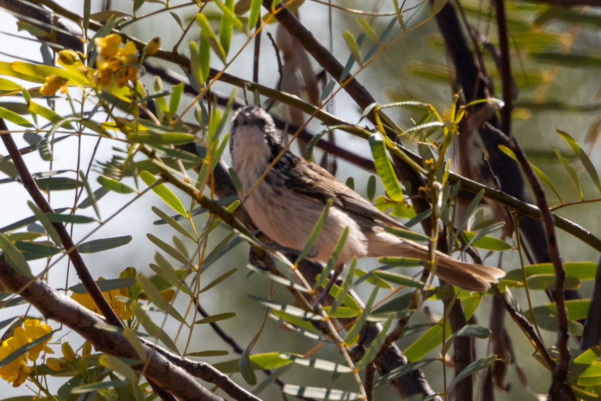 Striped Honeyeater - ML623786097