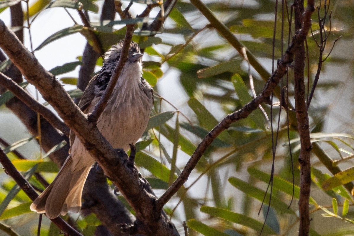 Striped Honeyeater - ML623786098