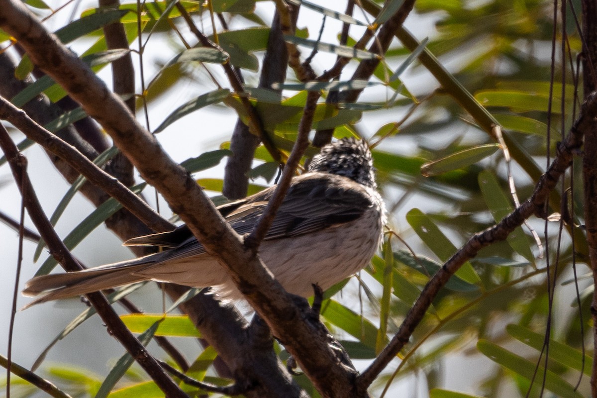 Striped Honeyeater - ML623786099