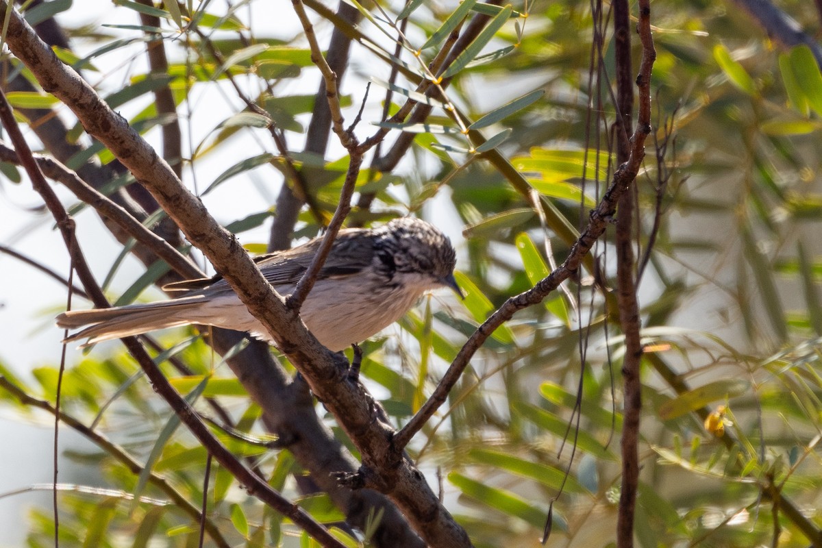 Striped Honeyeater - ML623786100