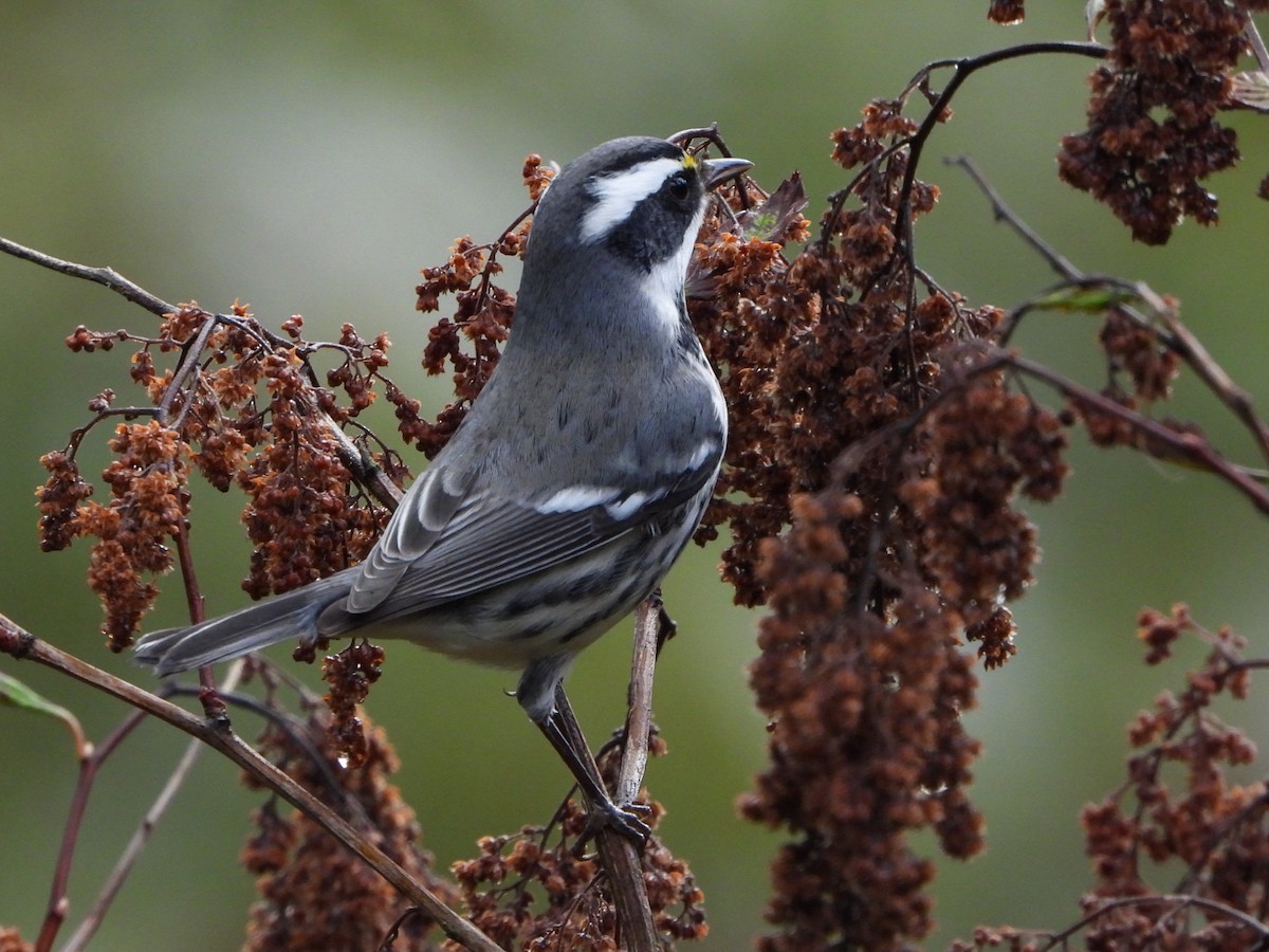 Black-throated Gray Warbler - ML623786117