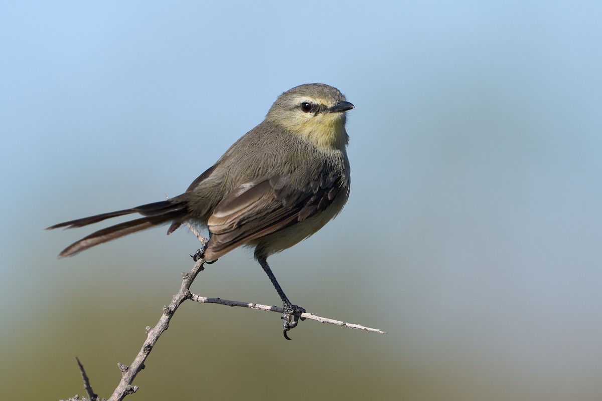 Greater Wagtail-Tyrant - ML623786127