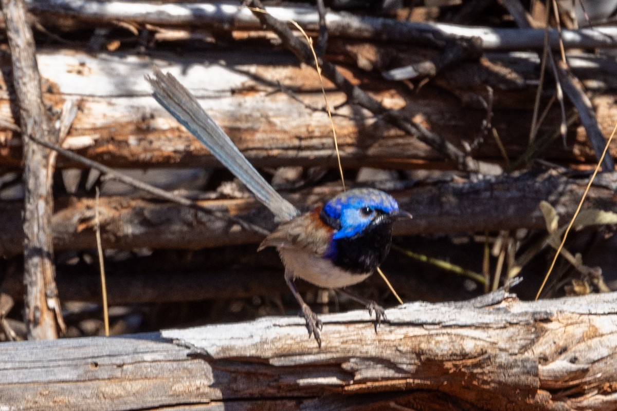 Purple-backed Fairywren - ML623786129