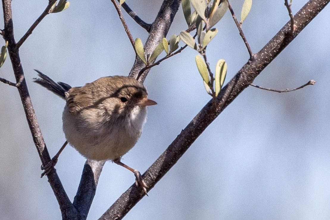 Splendid Fairywren - ML623786139