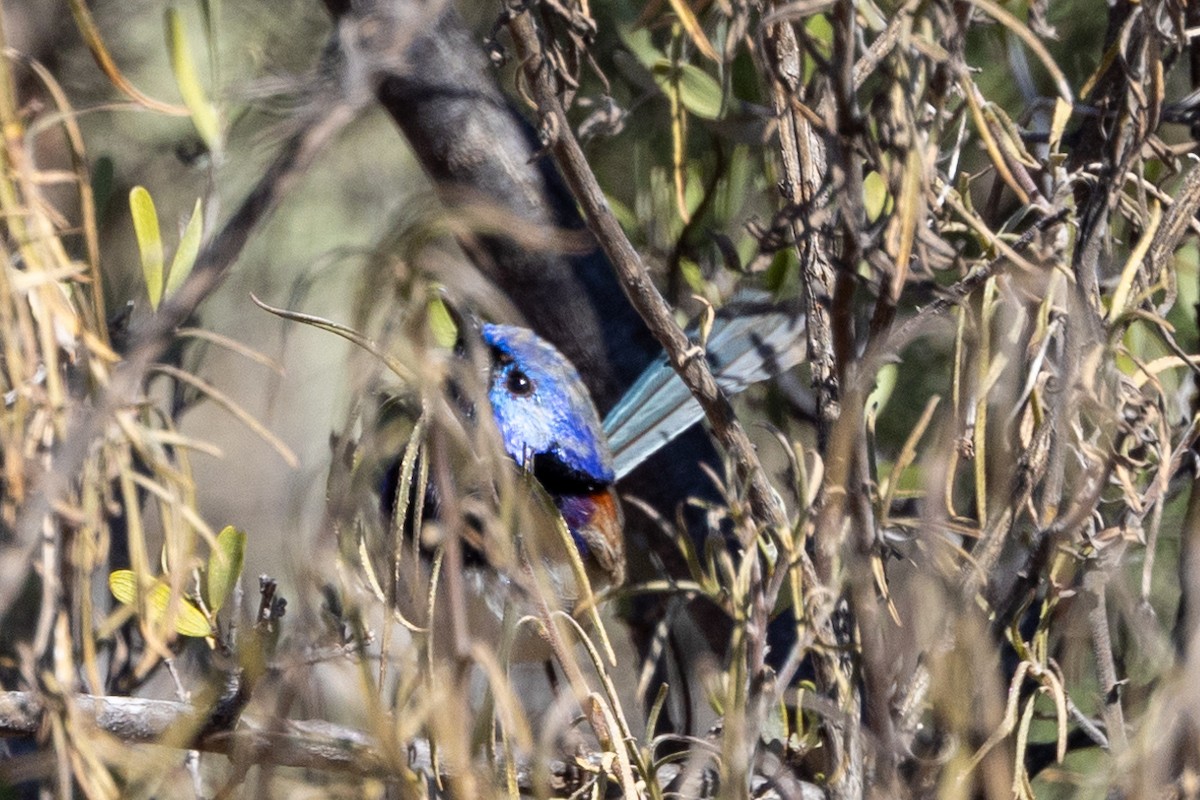 Purple-backed Fairywren - ML623786154