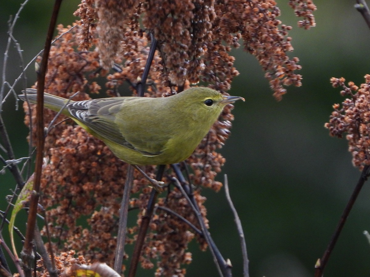 Orange-crowned Warbler - ML623786160