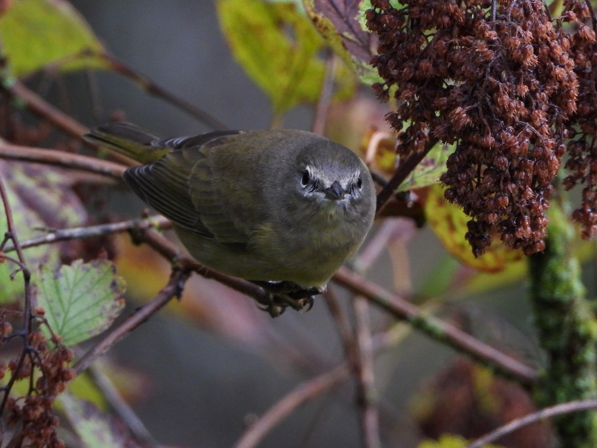 Orange-crowned Warbler - ML623786161