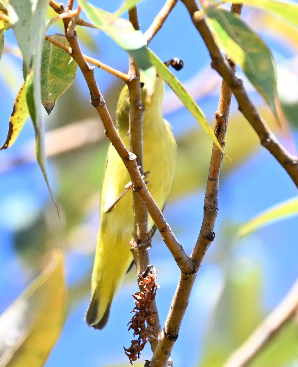 Yellow Warbler - ML623786163