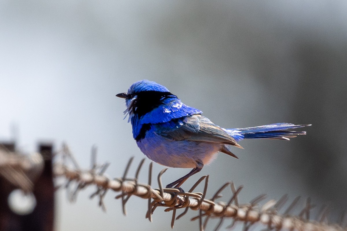 Splendid Fairywren - ML623786164