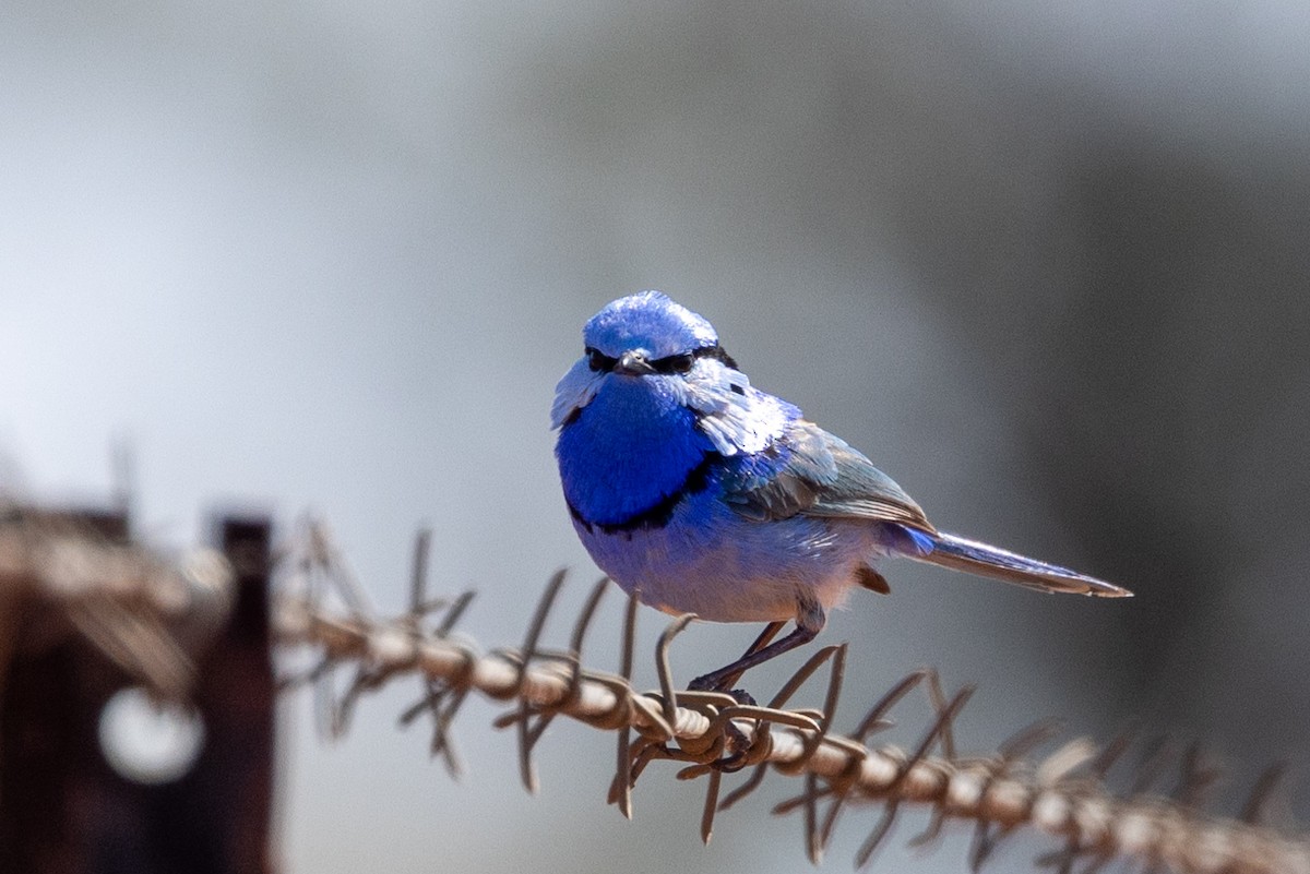 Splendid Fairywren - ML623786165