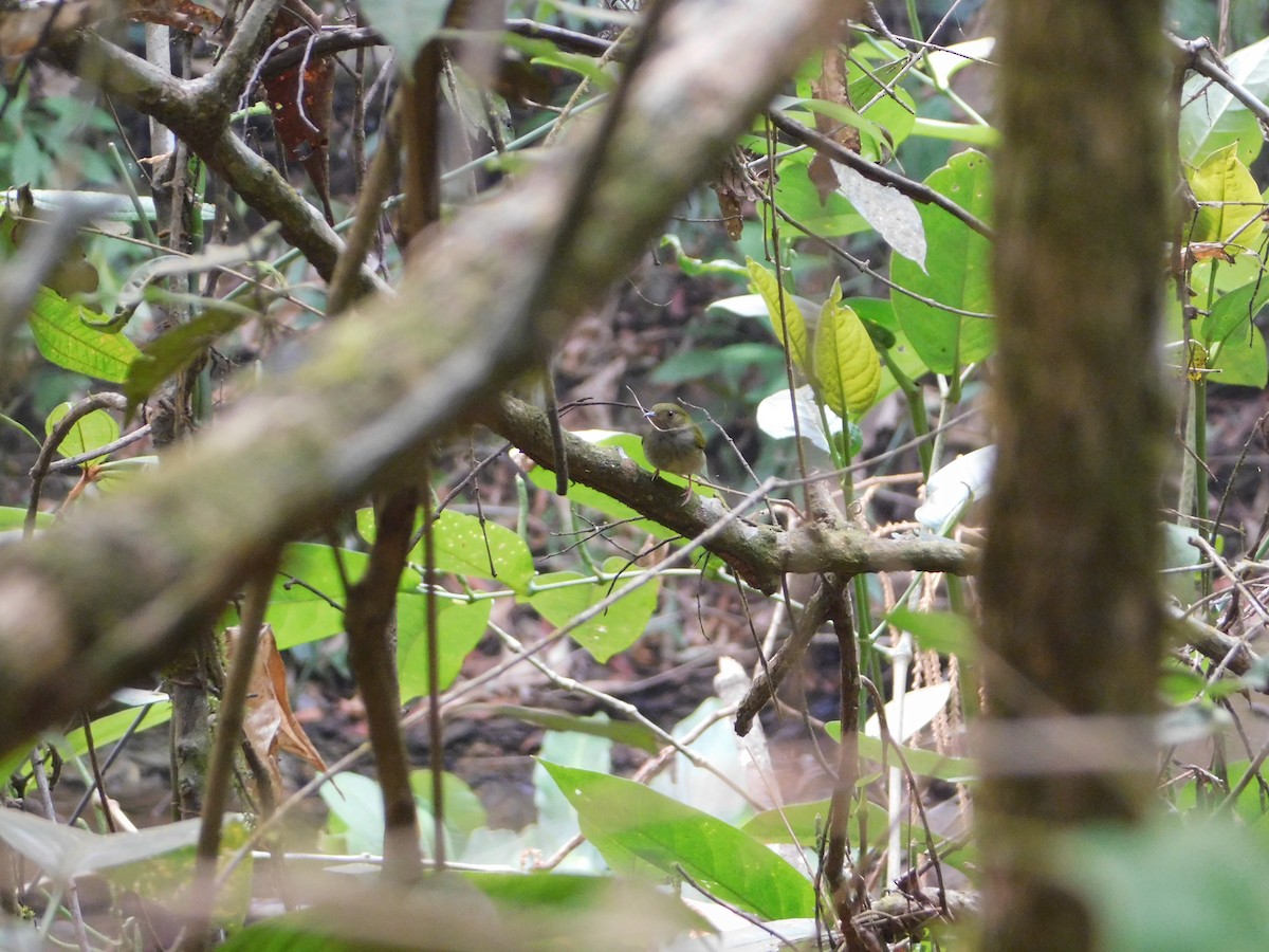 Fiery-capped Manakin - ML623786179