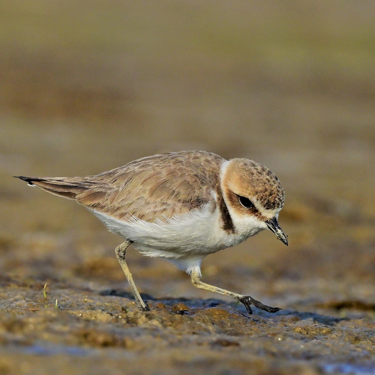 Kentish Plover - ML623786191