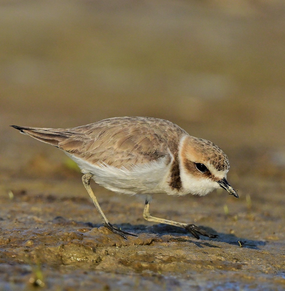 Kentish Plover - ML623786192