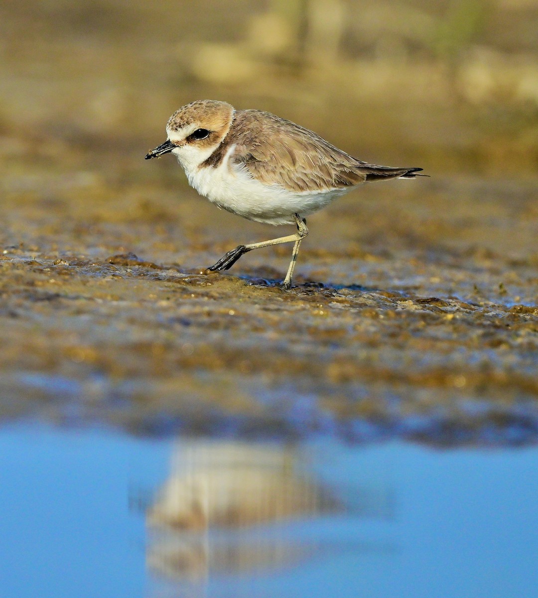 Kentish Plover - ML623786195