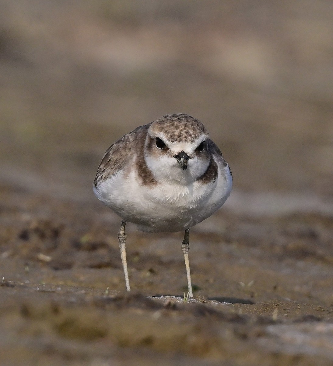 Kentish Plover - Hetali Karia