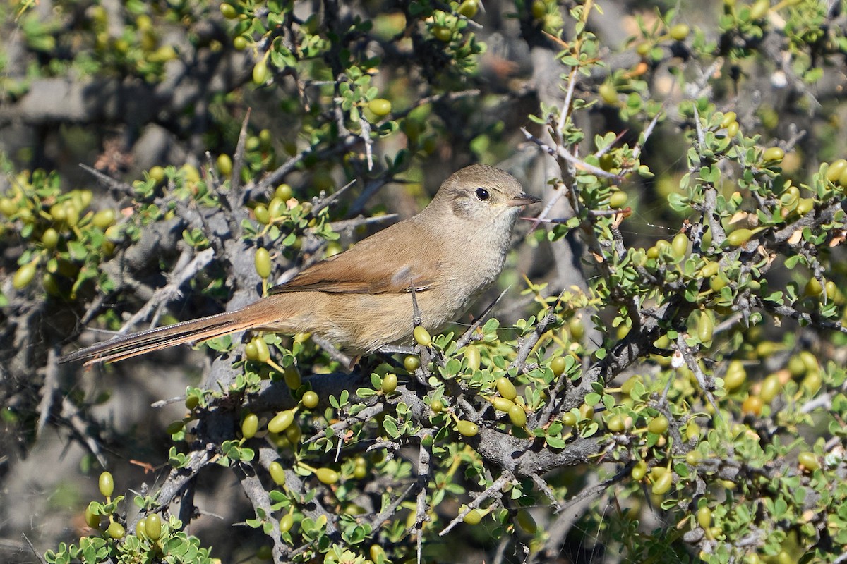 Sharp-billed Canastero - ML623786201