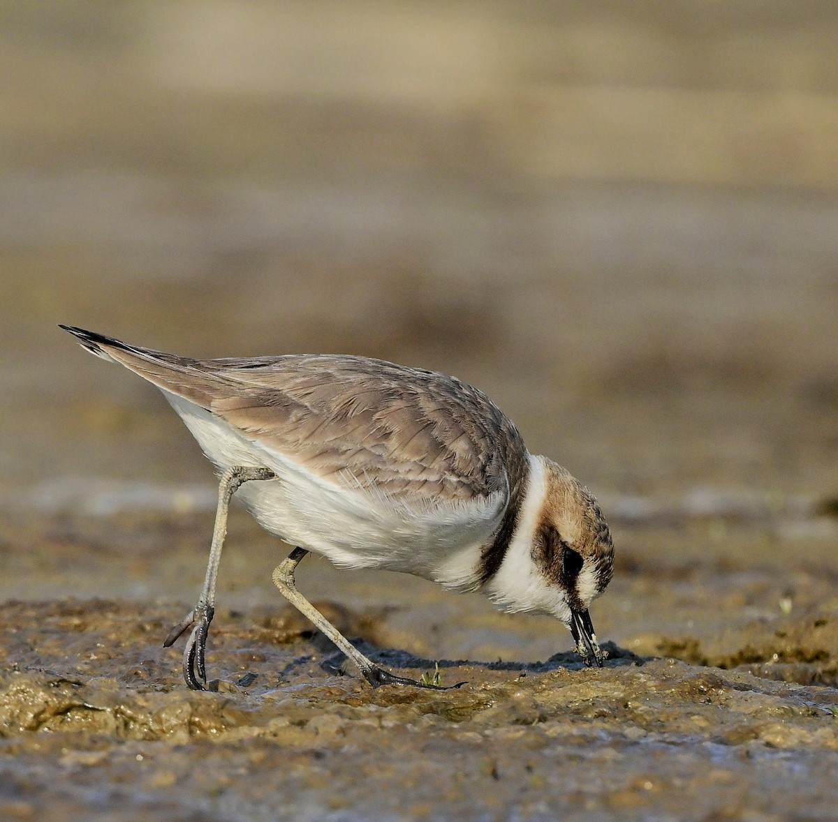 Kentish Plover - Hetali Karia